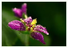 Blüte im Herbst