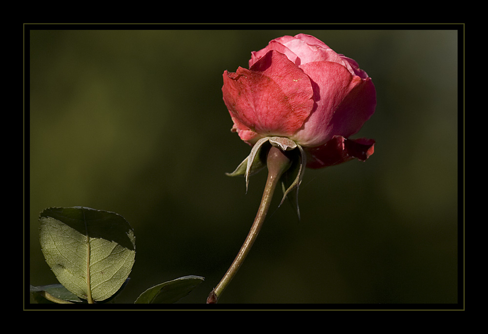 Blüte im Herbst