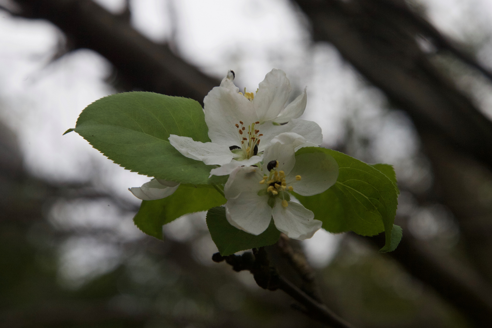 Blüte im Herbst