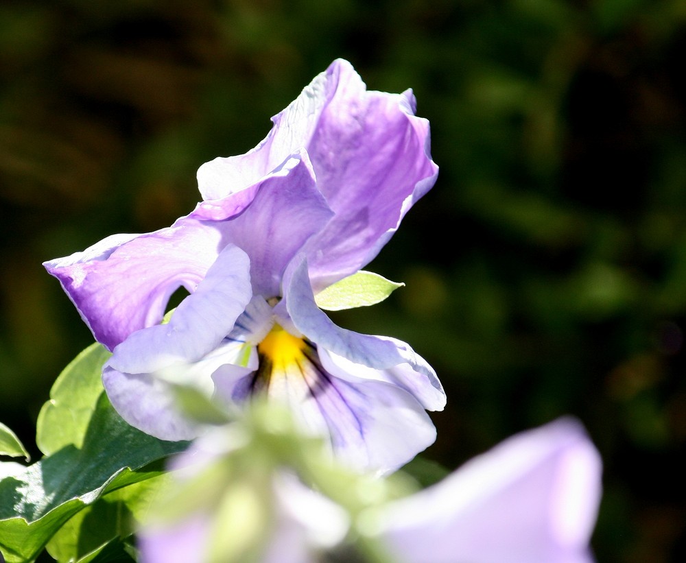 Blüte im Herbst