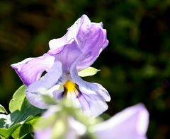 Blüte im Herbst