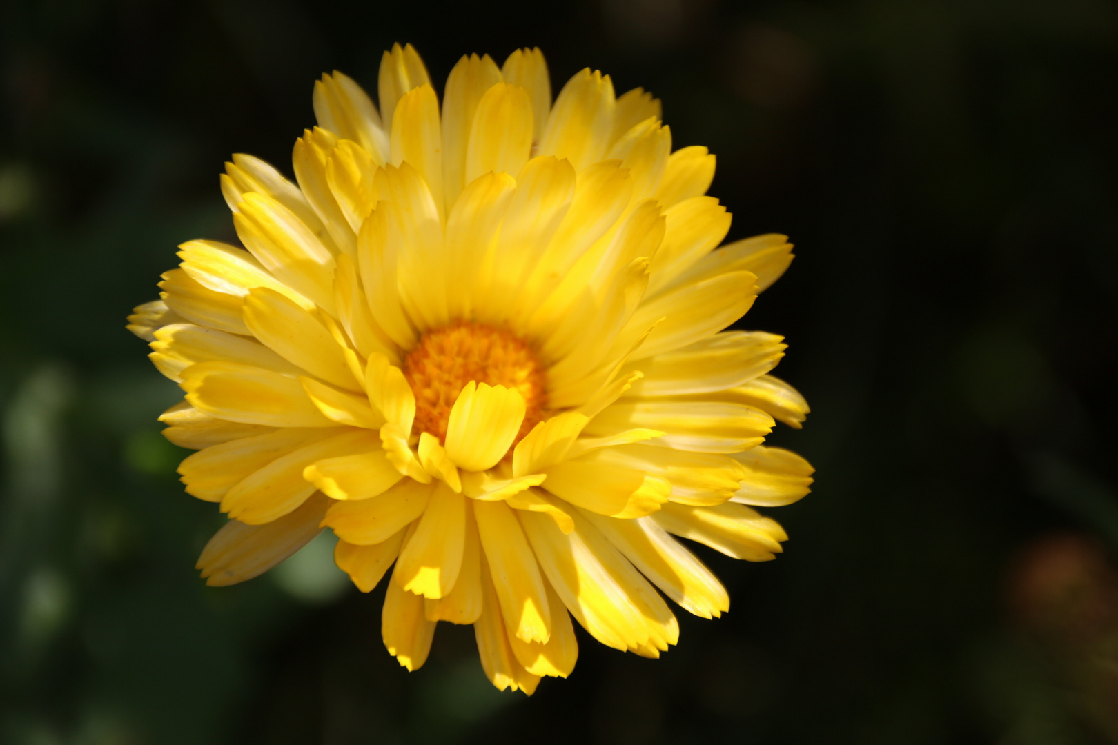 Blüte im Herbst