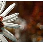 Blüte im Herbst