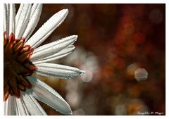 Blüte im Herbst