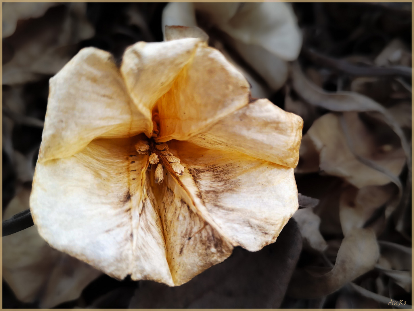 Blüte im Herbst