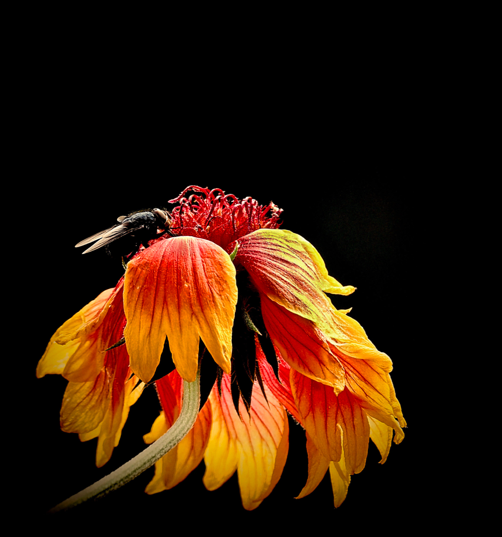 Blüte im Herbst...