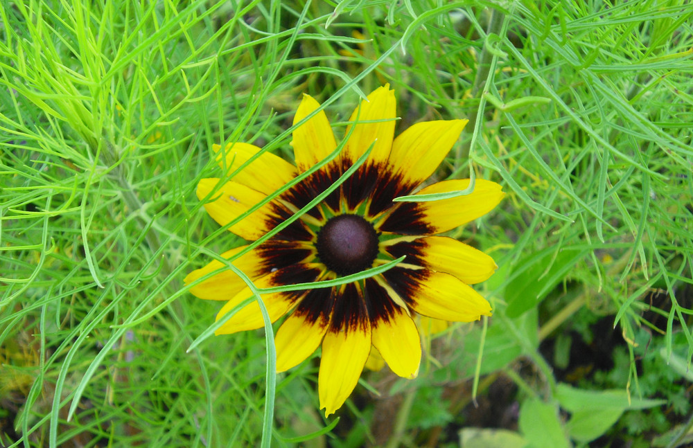 Blüte im Herbst