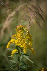 Blüte im Herbst