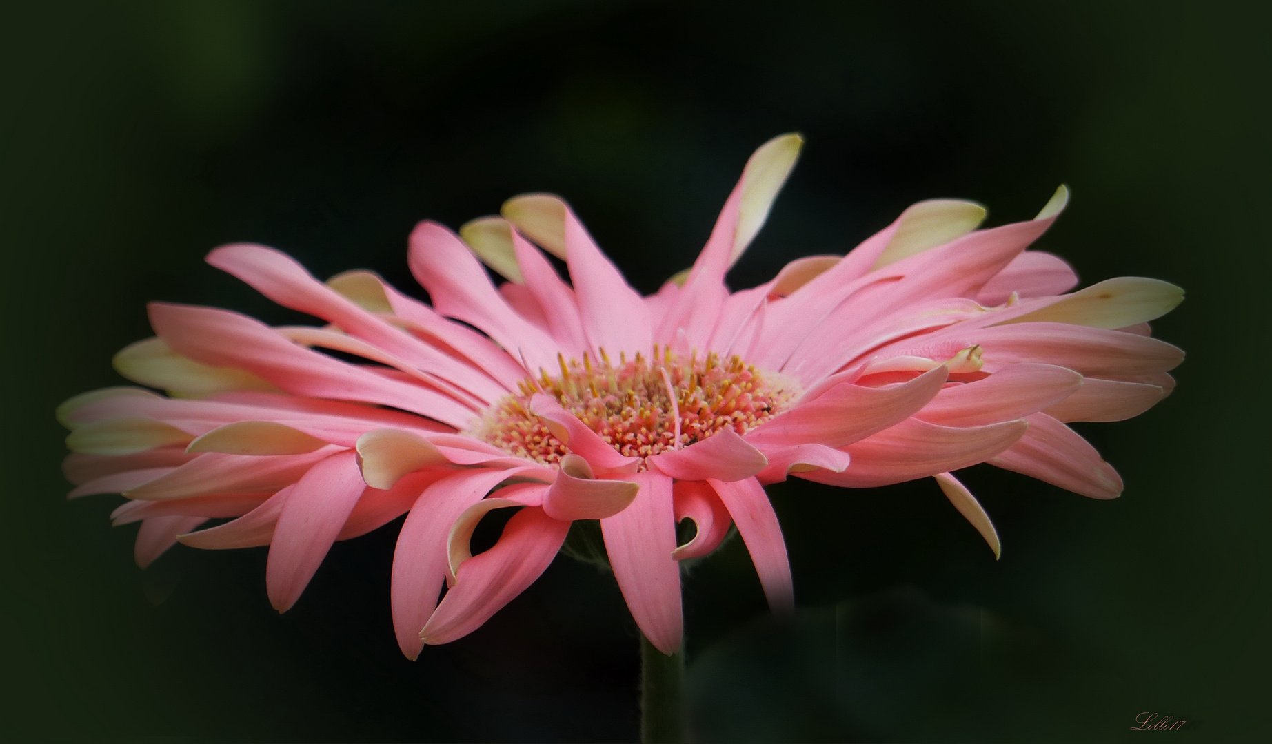 Blüte im Herbst ...