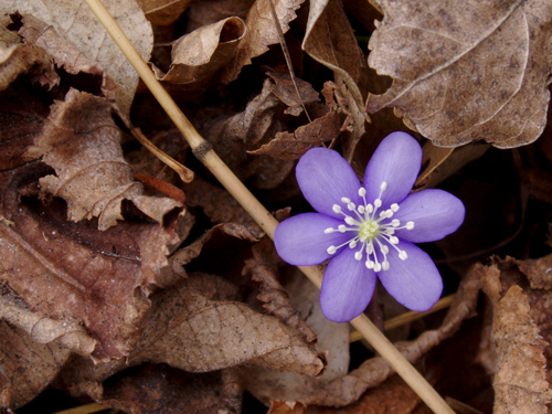 Blüte im Herbst