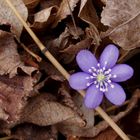 Blüte im Herbst