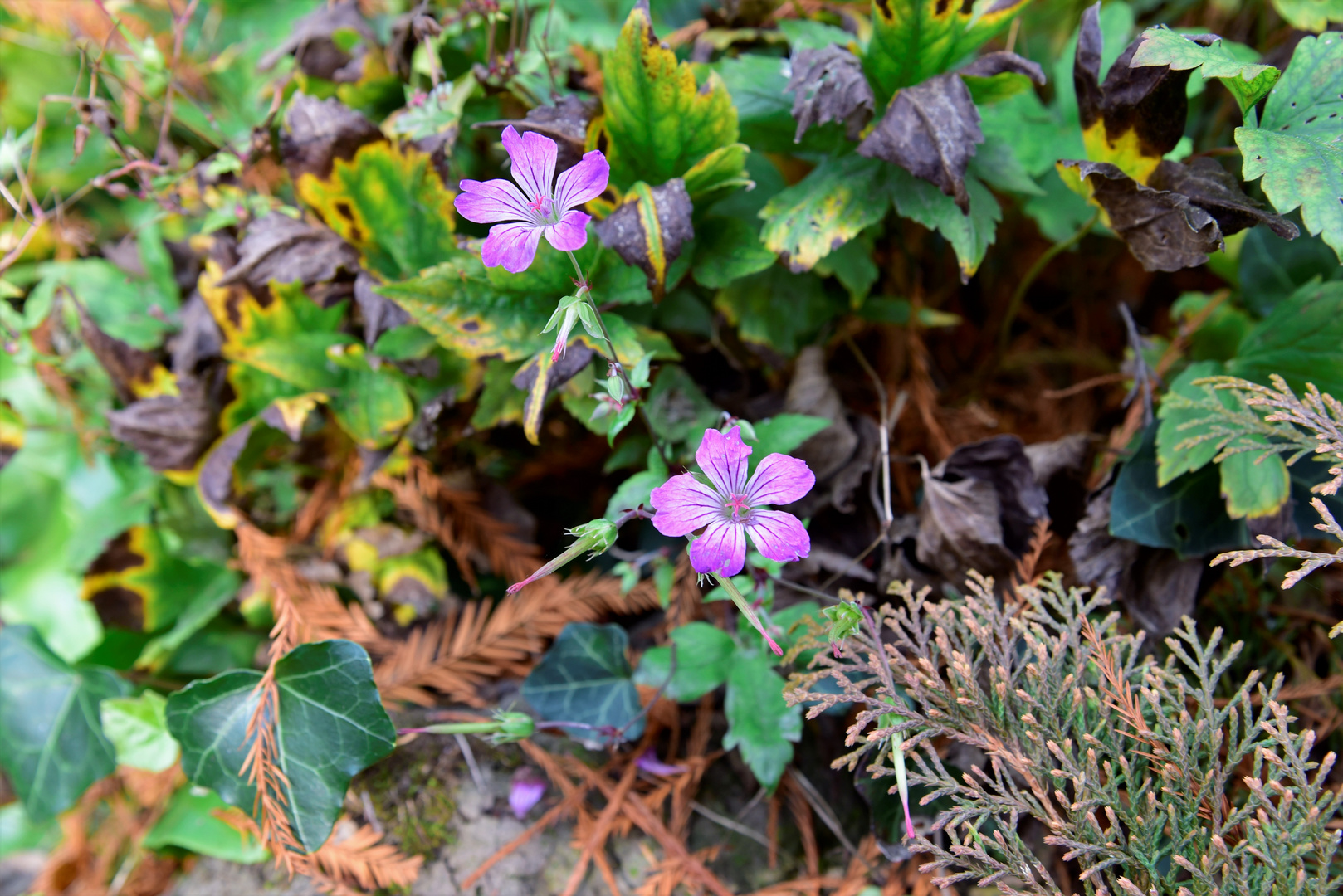 Blüte im Herbst