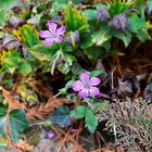 Blüte im Herbst