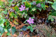 Blüte im Herbst