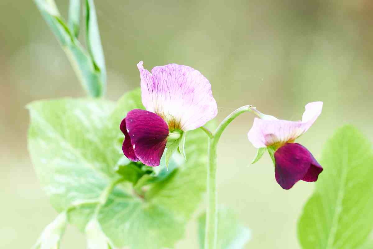 Blüte im herbstlichen Acker II