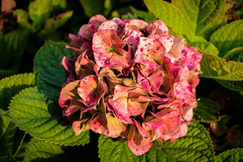 Blüte im Herbstlicht