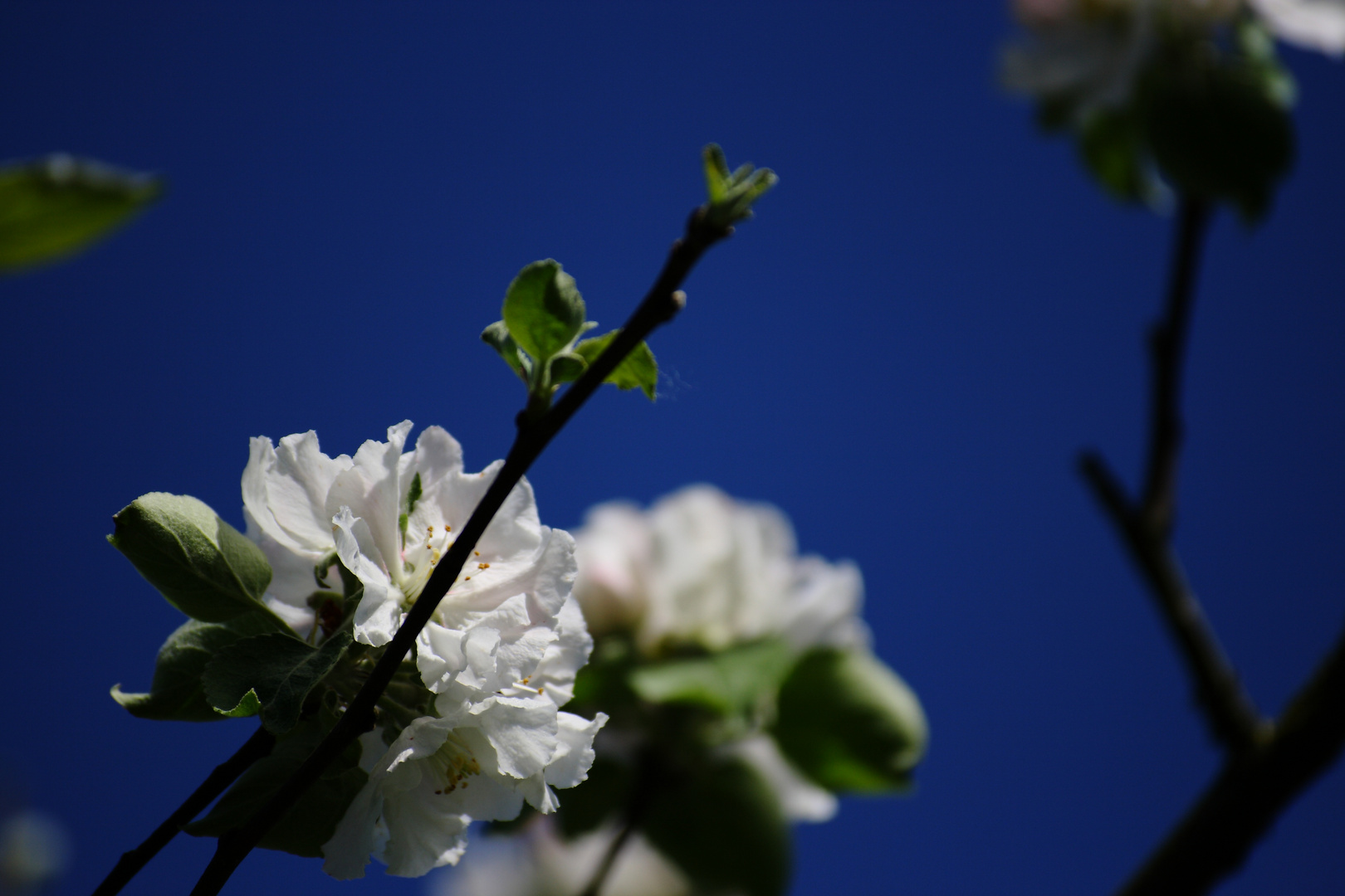 Blüte im Himmel