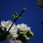 Blüte im Himmel