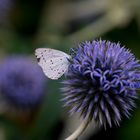 Blüte im Hintergrund