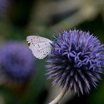 Blüte im Hintergrund