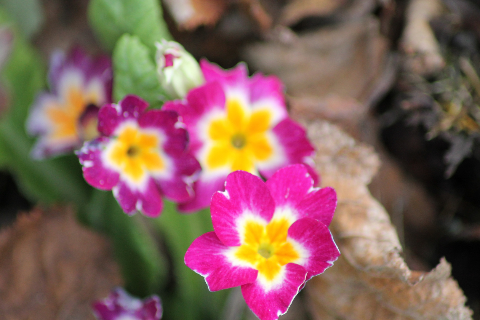 Blute Im Januar Foto Bild Pflanzen Pilze Flechten Bluten Kleinpflanzen Gartenpflanzen Und Bluten Bilder Auf Fotocommunity