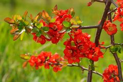 Blüte im Kaiserstuhl