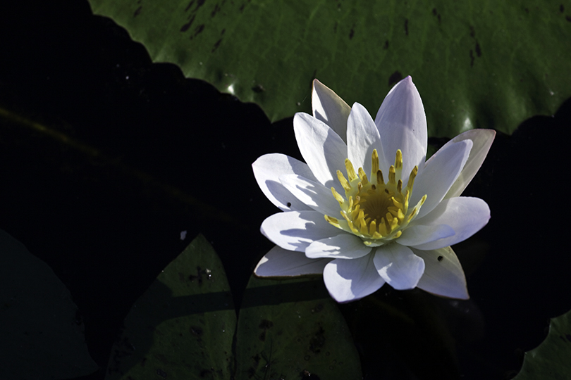 Blüte im Kakadu Nationalpark, Australien