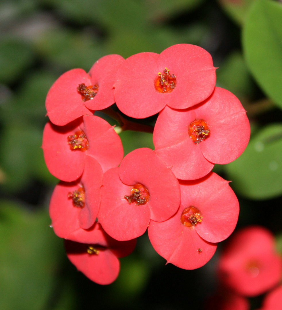 Blüte im Kakteenhaus Botanischergarten Jena