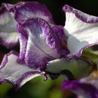 Blüte im Kölner Zoo