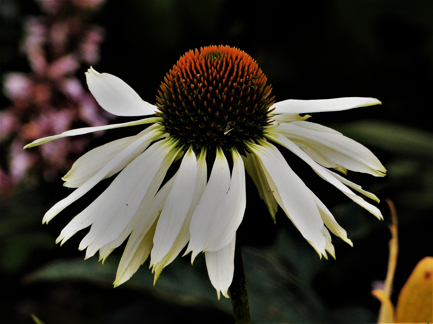 Blüte im Kurpark