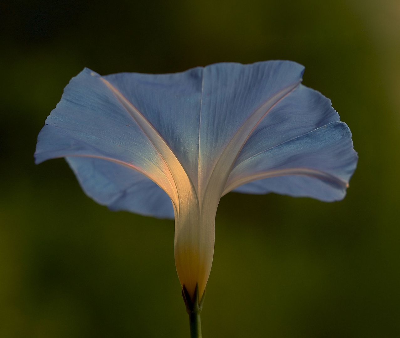 Blüte im letzten Licht