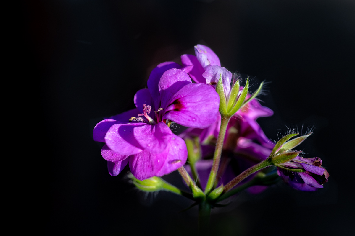 Blüte im Licht