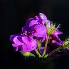 Blüte im Licht