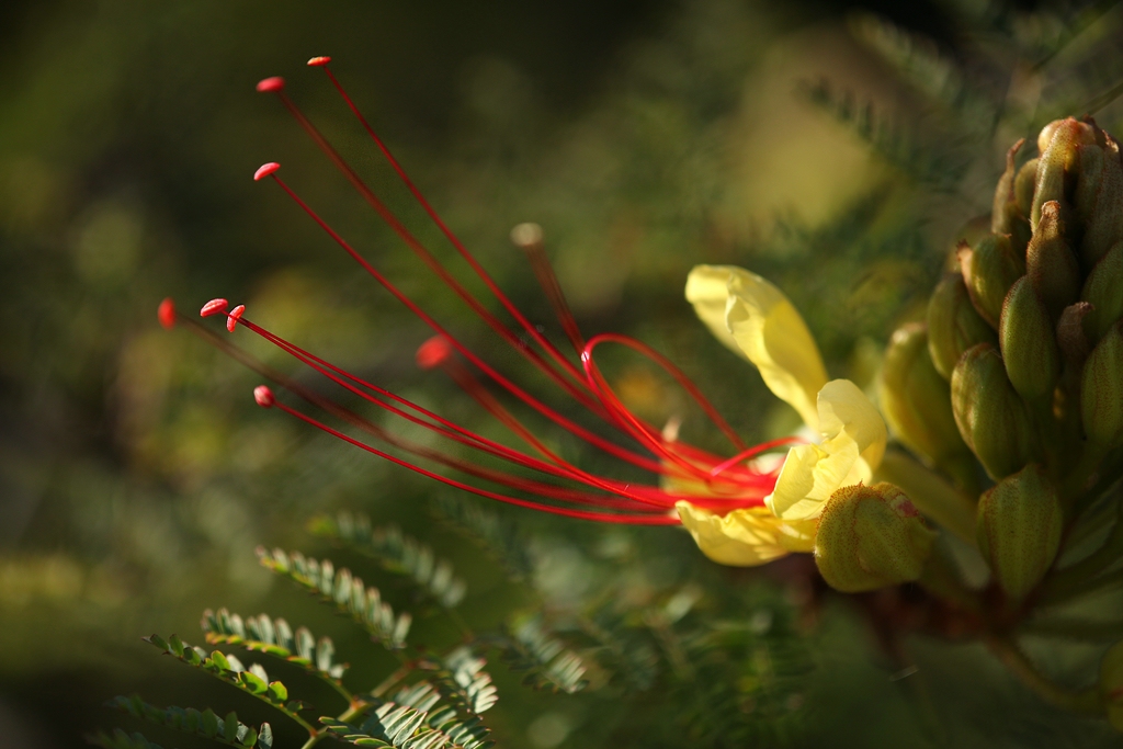 Blüte im Licht.......