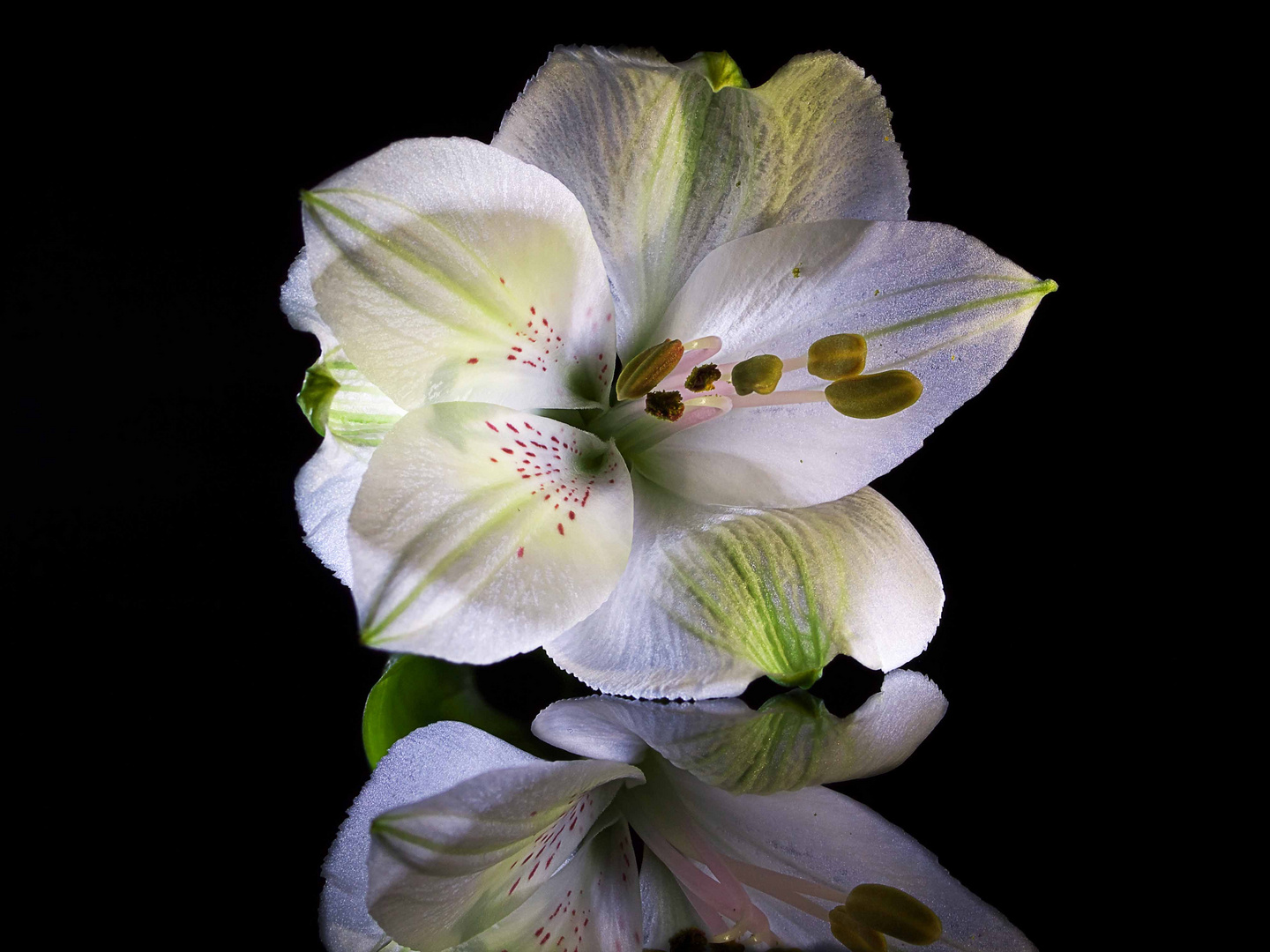 Blüte im Licht