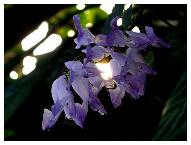 Blüte im Licht