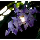 Blüte im Licht