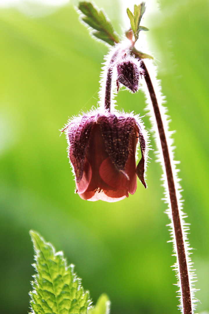 Blüte im Licht