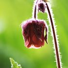 Blüte im Licht