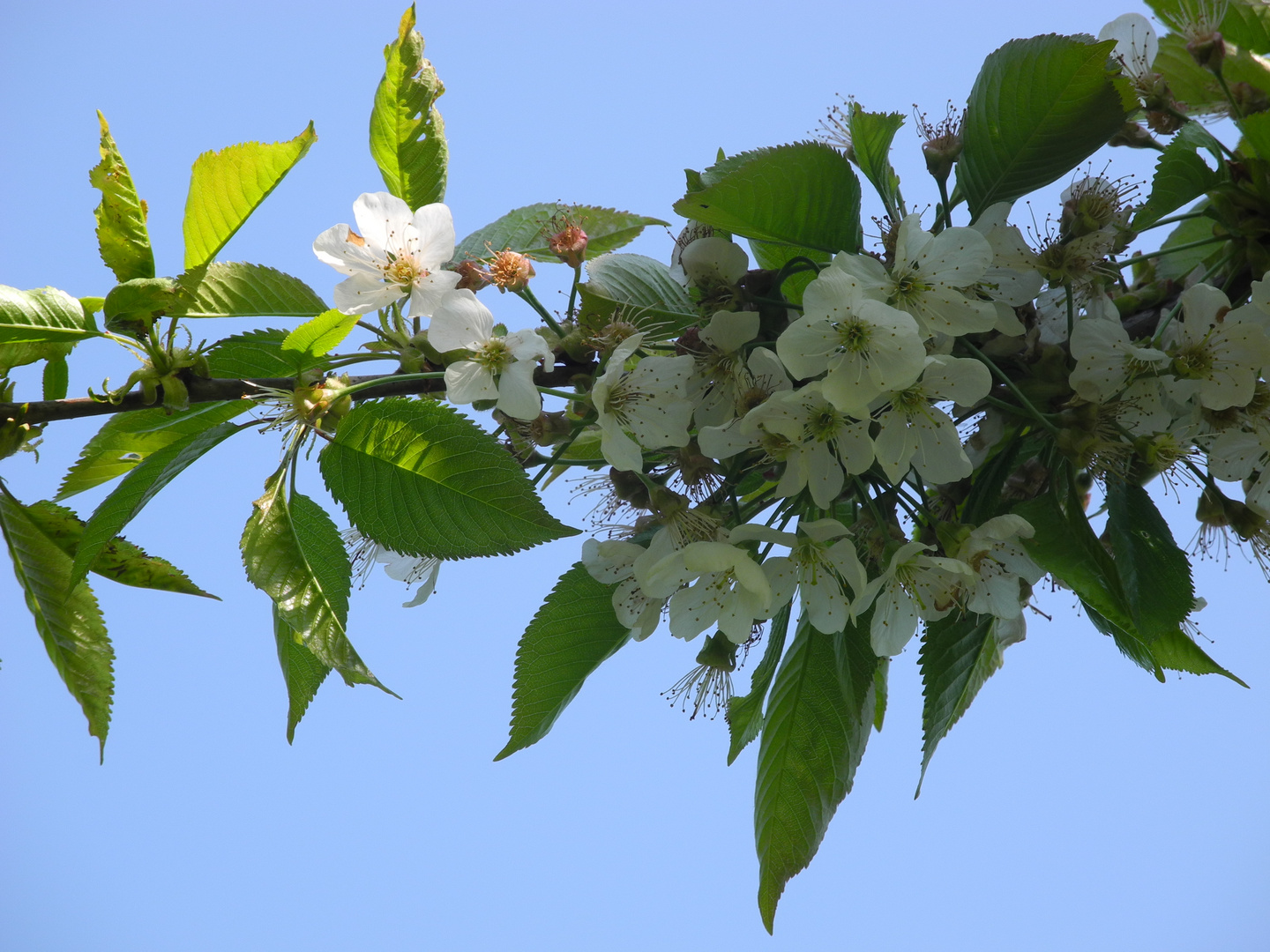 Blüte im Licht