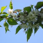 Blüte im Licht