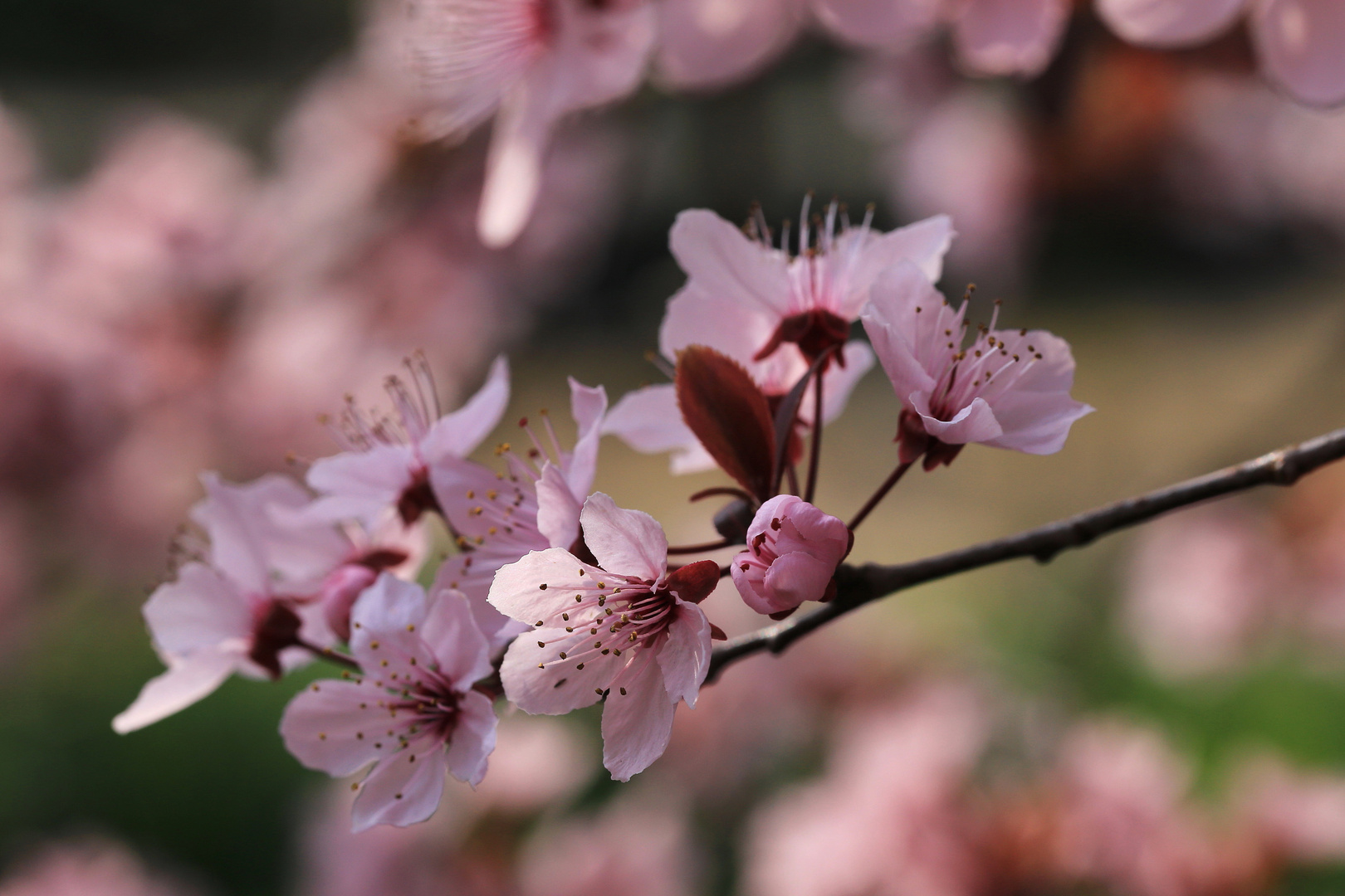 blüte im licht