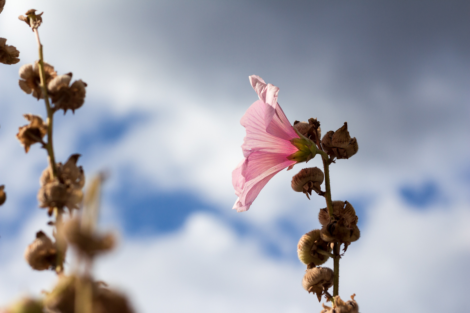 Blüte im Licht