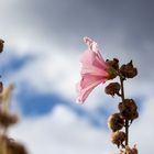 Blüte im Licht