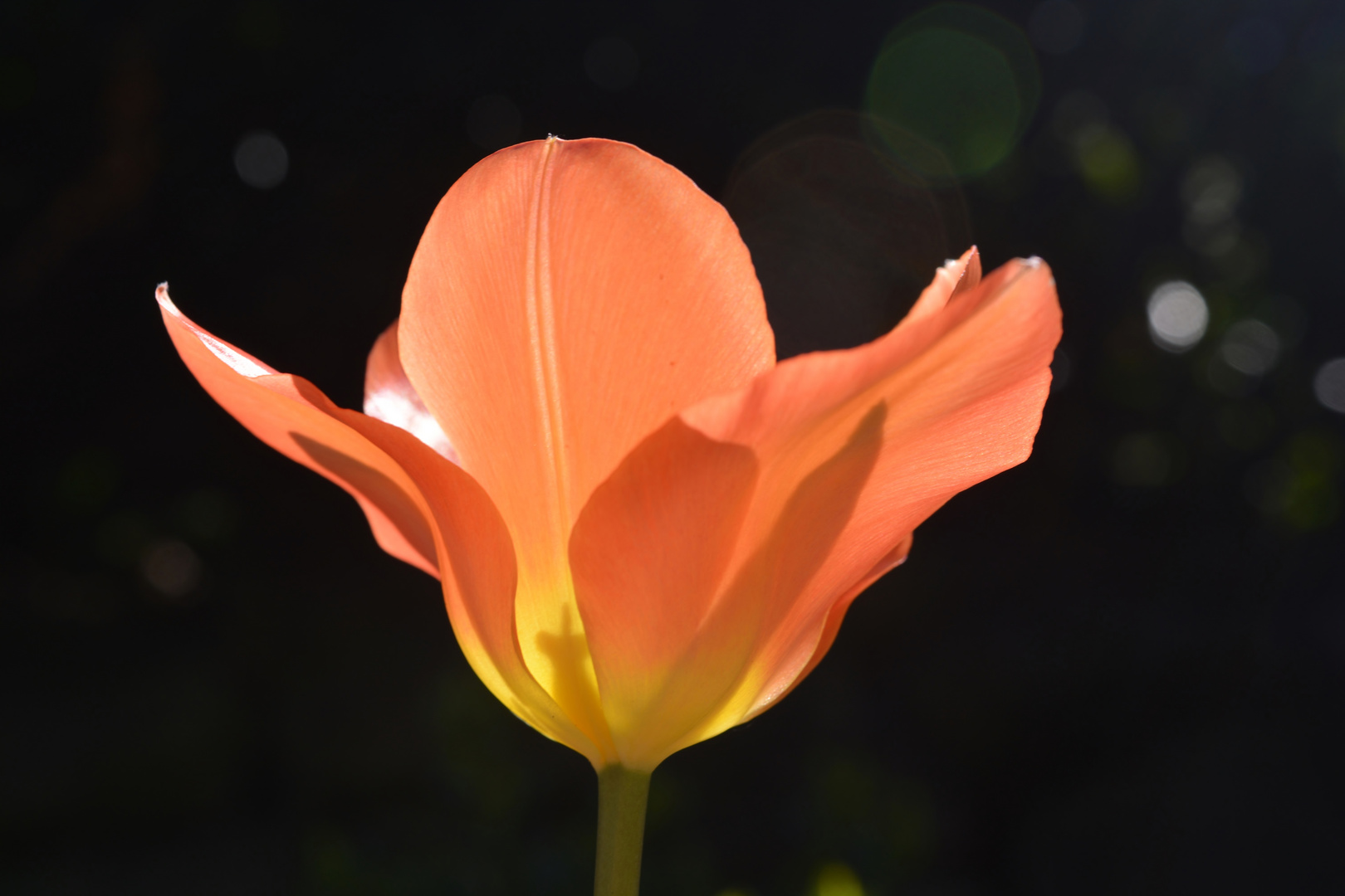 Blüte im Licht