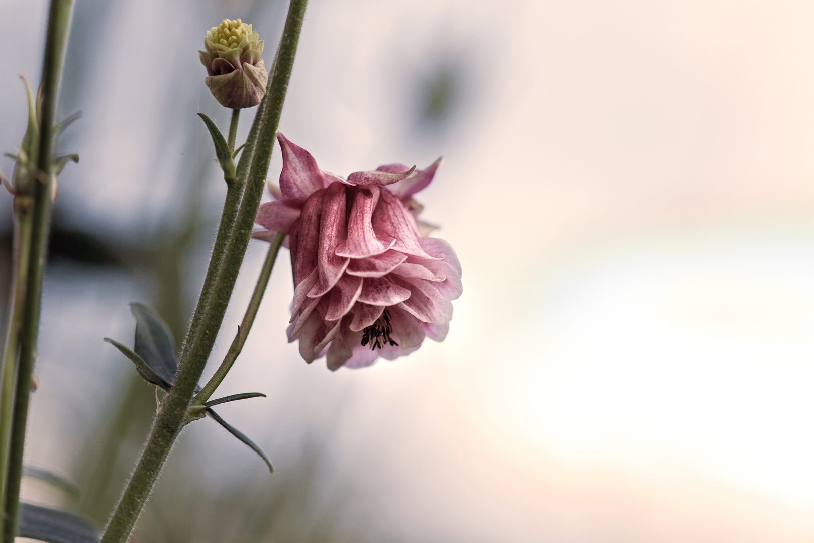 Blüte im Licht