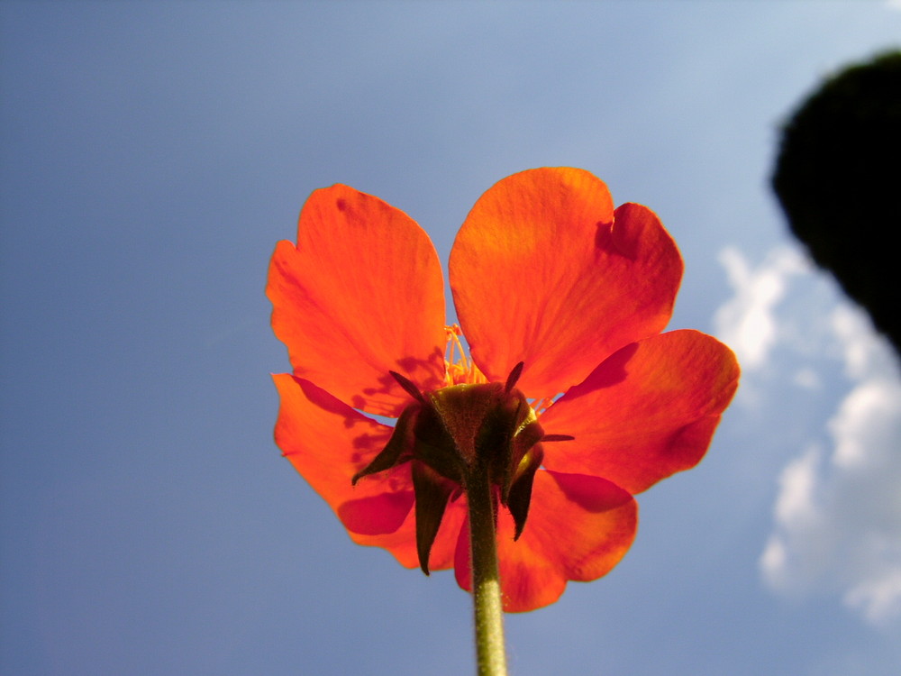 Blüte im Licht