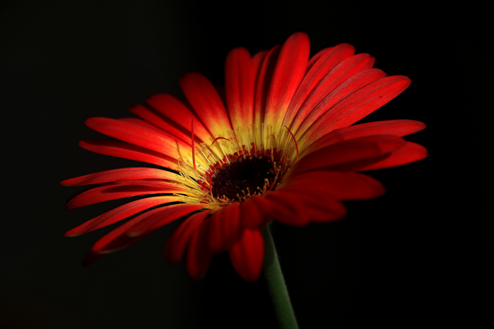 Blüte im Licht