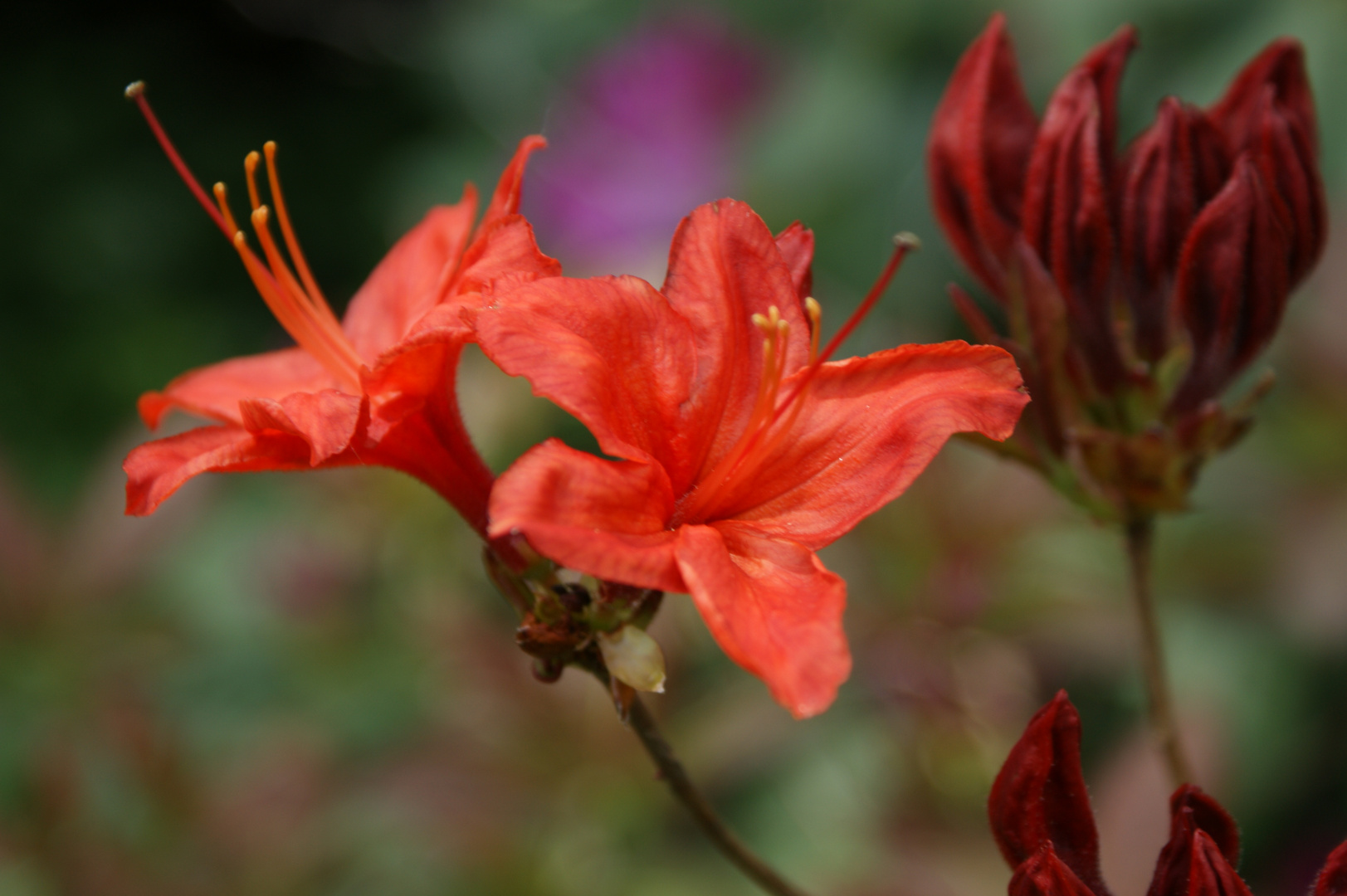 blüte im licht