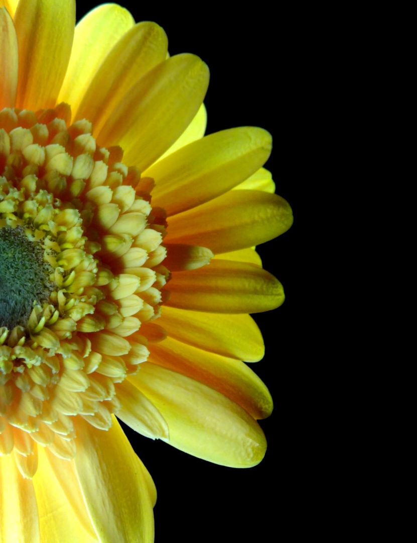 Blüte im Lichtspiel